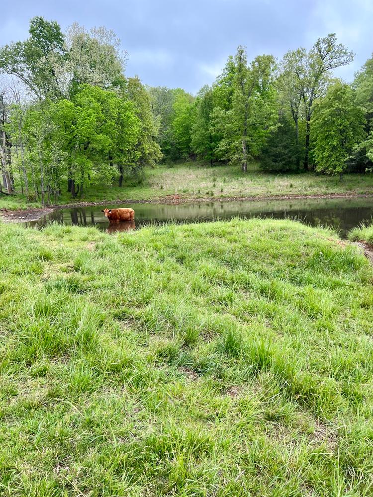 One’s of Devan’s Grandparent’s cows swimming on their  family farm in Arkansas.